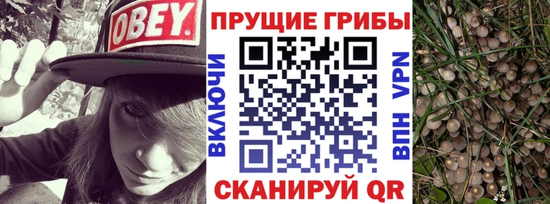 Псилоцибиновые грибы Psilocybe  где продают наркотики  Хилок 